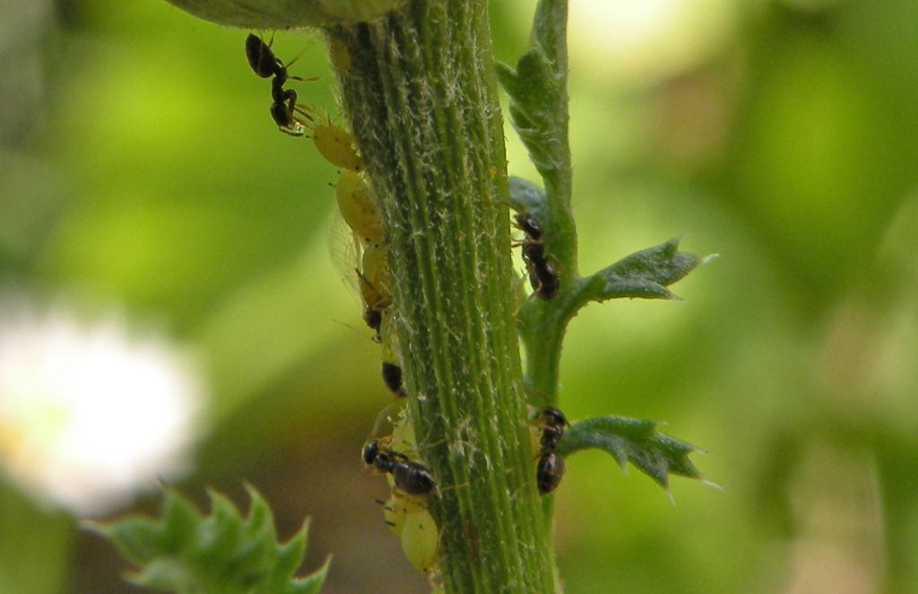 Plagiolepis pygmaea con Aphis nasturtii?